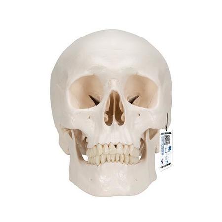 Classic-Skull with Brain, 8 part - w/ 3B Smart Anatomy -  3B SCIENTIFIC, 1020162